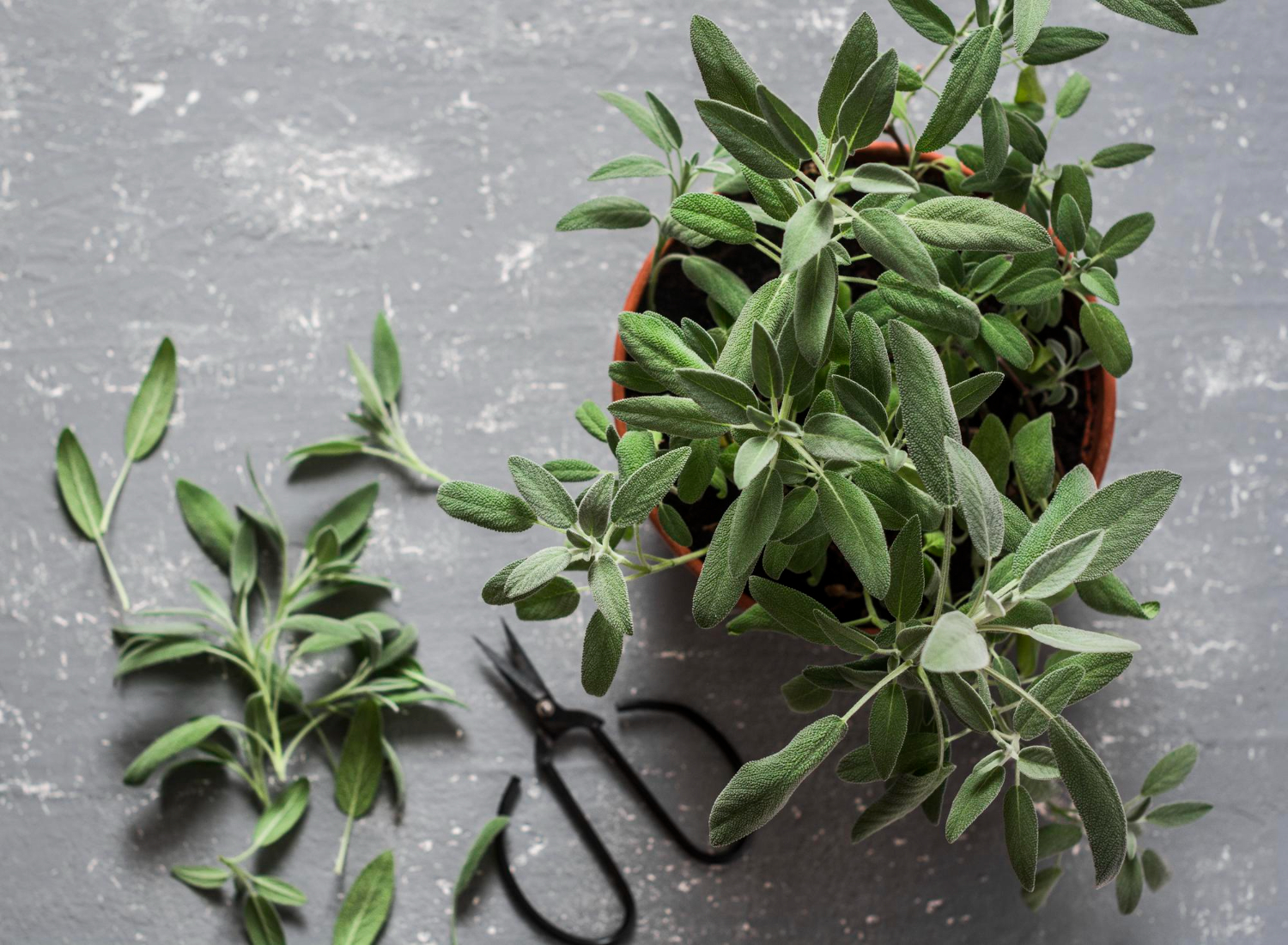 Fresh sage in a flower pot on grey background top view