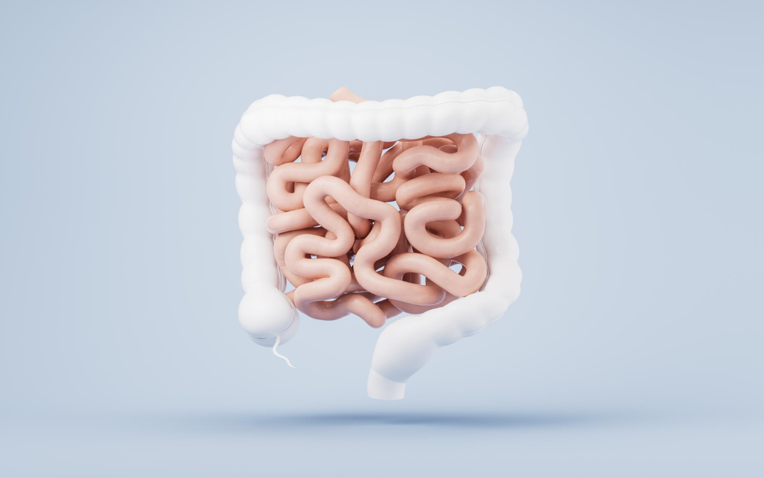 ntestinal tract with digestive health concept 3d rendering 