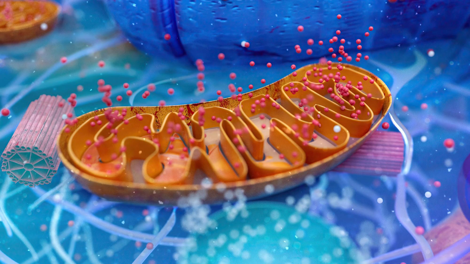biological cell and the mitochondria