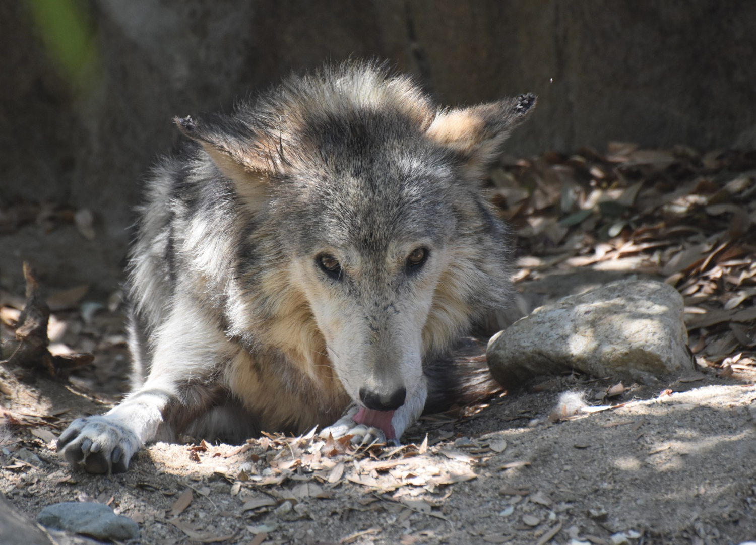 Gorgeous wolf