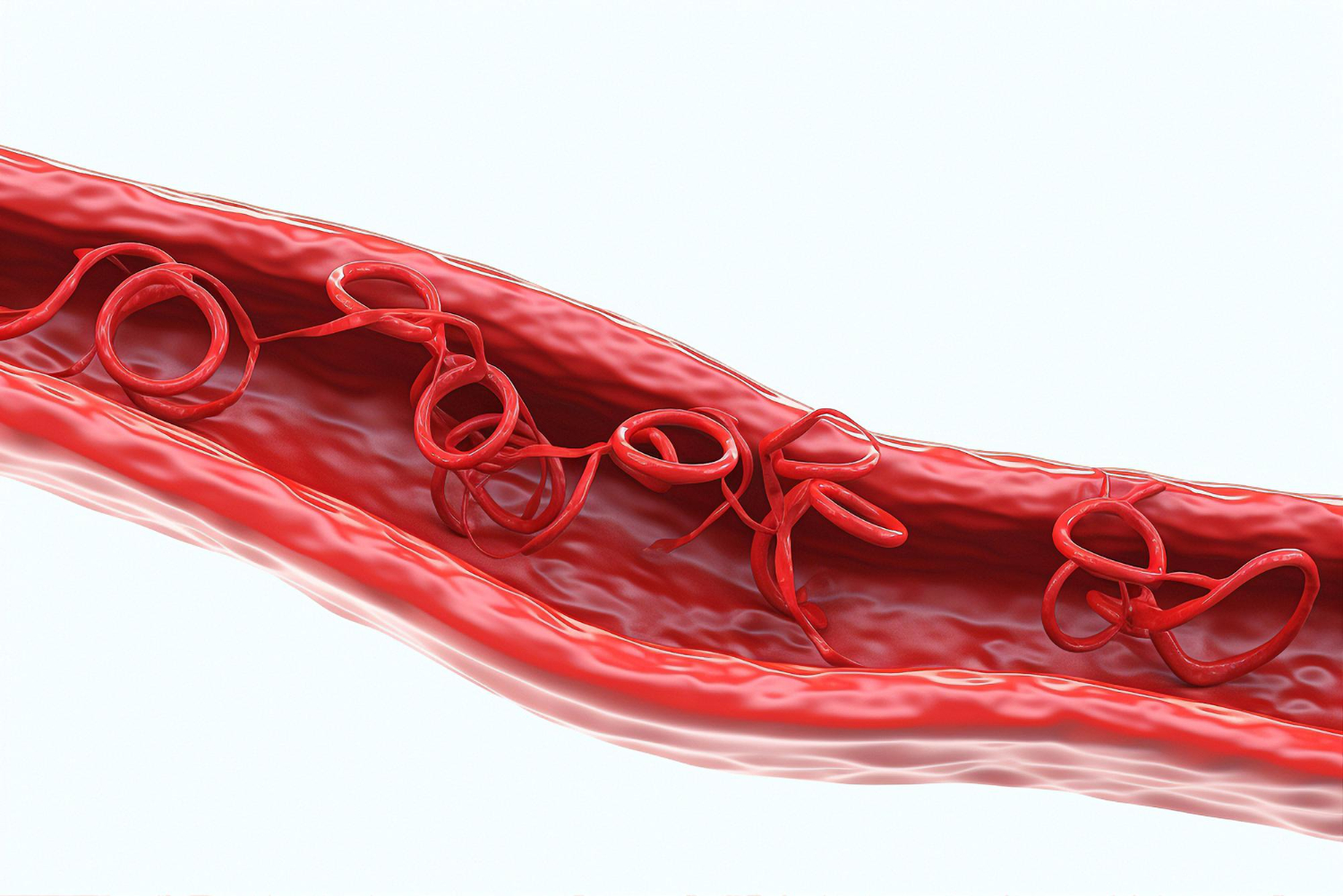 The artery isolated on a white background