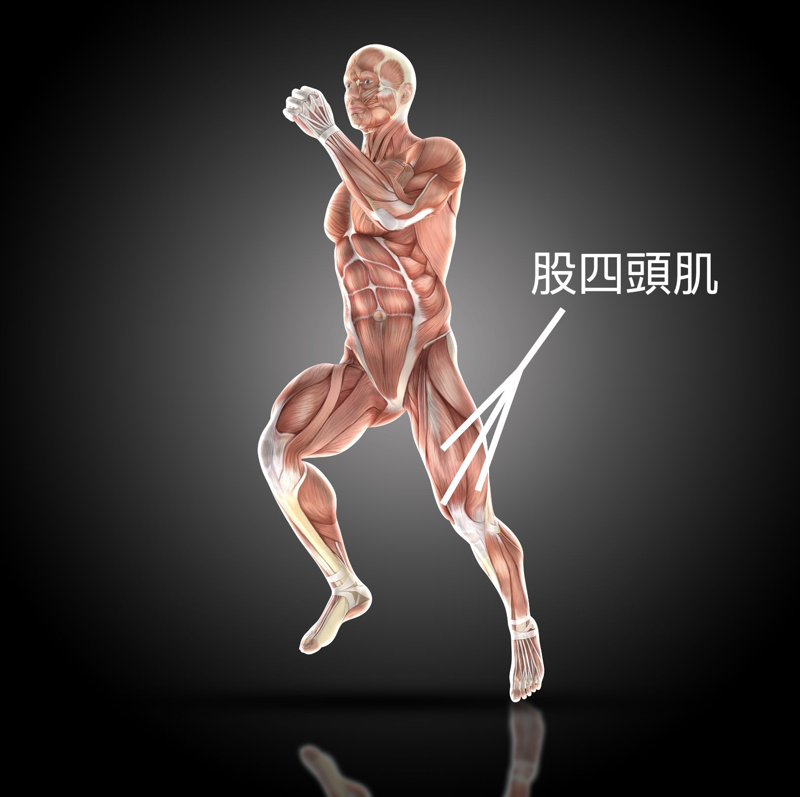 加強股四頭肌的肌力訓練可有效減少膝蓋負擔，在預防肌少症與復健都很重要。