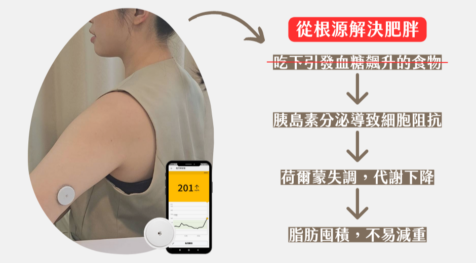 ”從根源解決肥胖的原理說明”