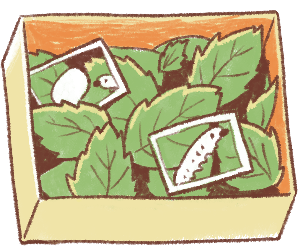 為什麼現在小學生 不養蠶寶寶了？