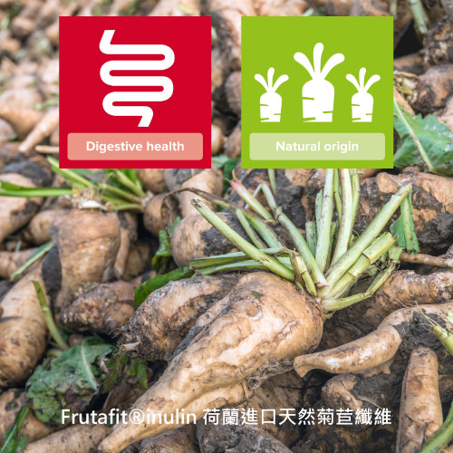 荷蘭菊苣纖維