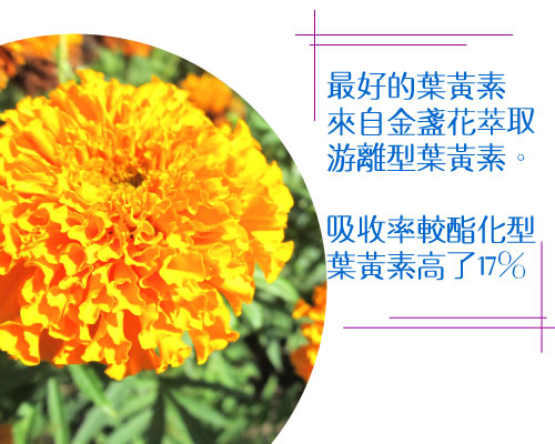 游離型葉黃素吸收率較酯化型葉黃素高了17%