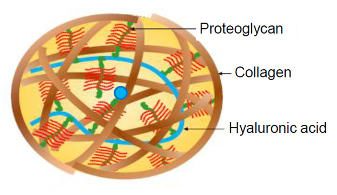 玻尿酸的存量會流失位移 多醣蛋白聚醣結構圖