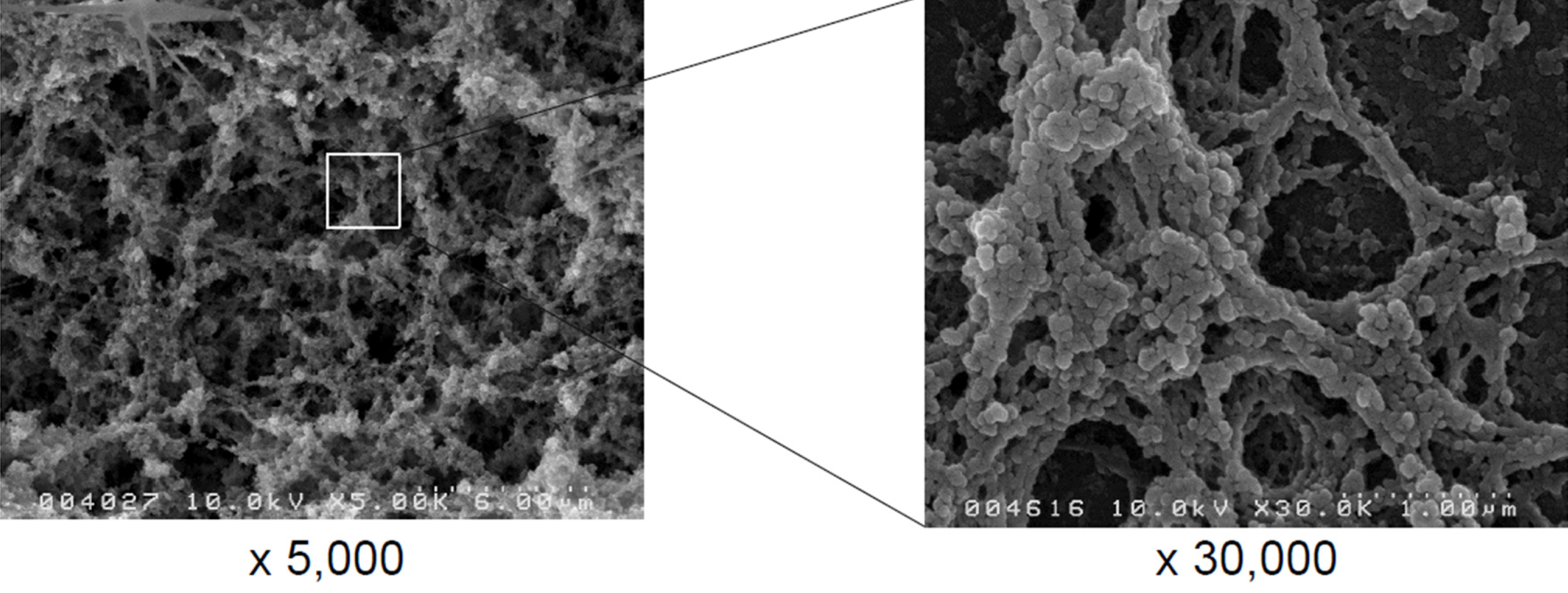 膠原蛋白與蛋白聚醣3D結構圖