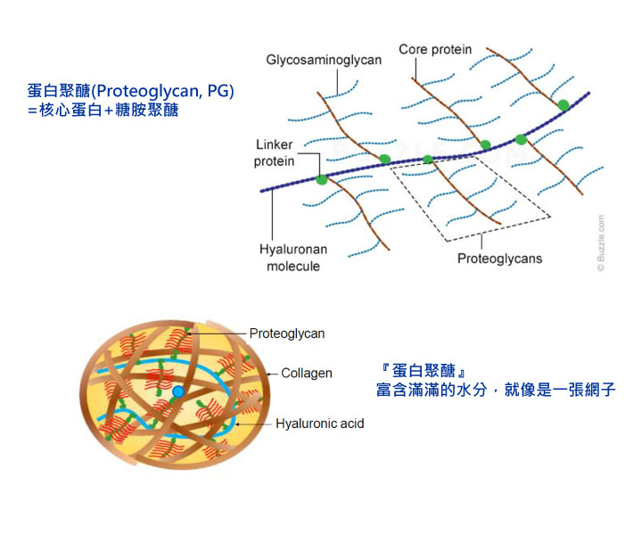 蛋白聚醣proteoglycan結構圖