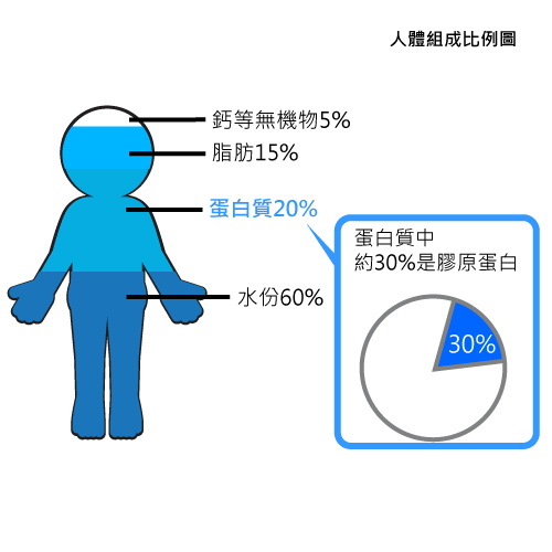 人體膠原蛋白組成比例圖