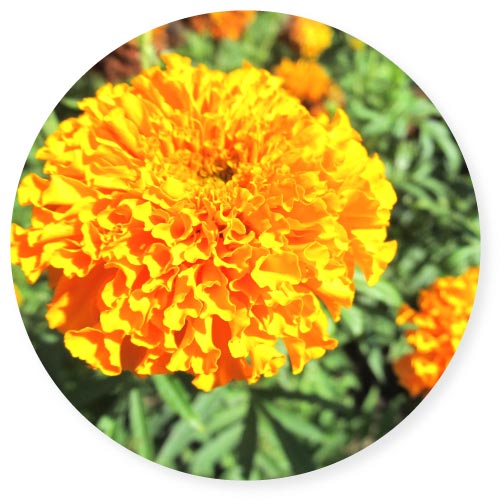 金盞花萃取含葉黃素