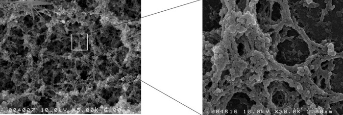 蛋白聚醣結構分子放大圖