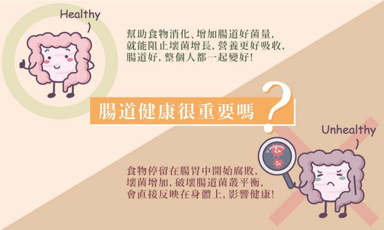 消化過程影響健康