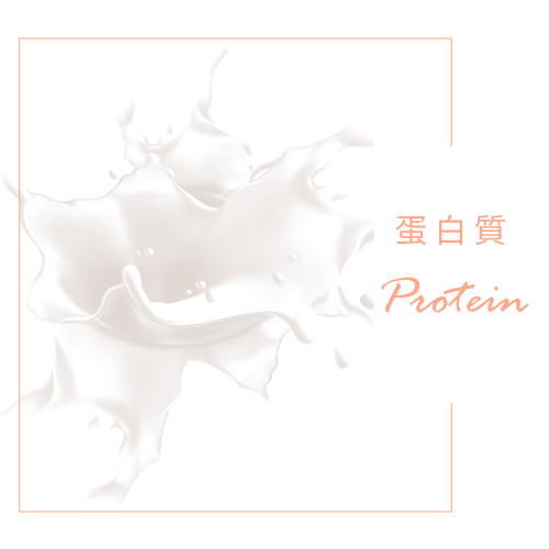 蛋白質
