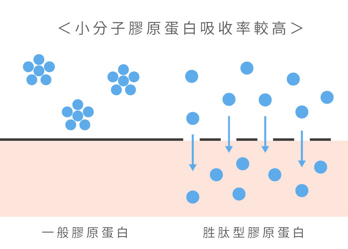 膠原蛋白胜肽低分子吸收率圖