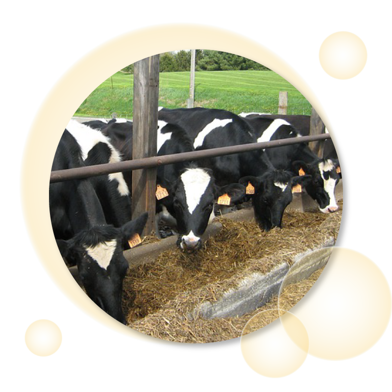 美國A級牧場16小時內採集初乳