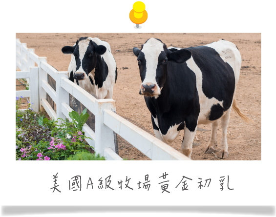 初乳來自美國A級牧場16小時內採集初乳