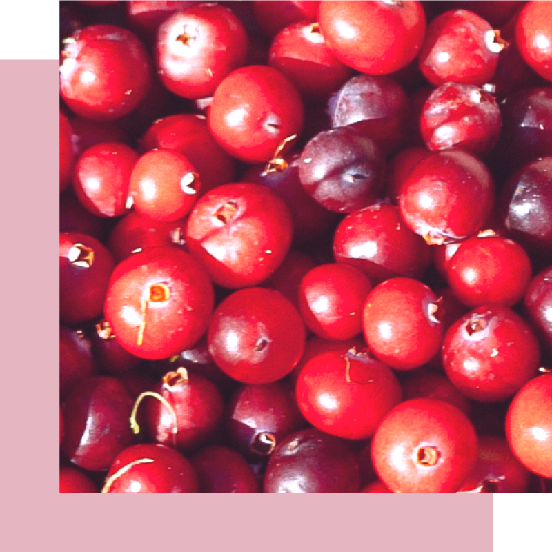 蔓越莓的有效成份及製程