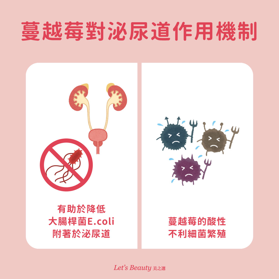蔓越莓對泌尿道感染及復發的2項作用機制