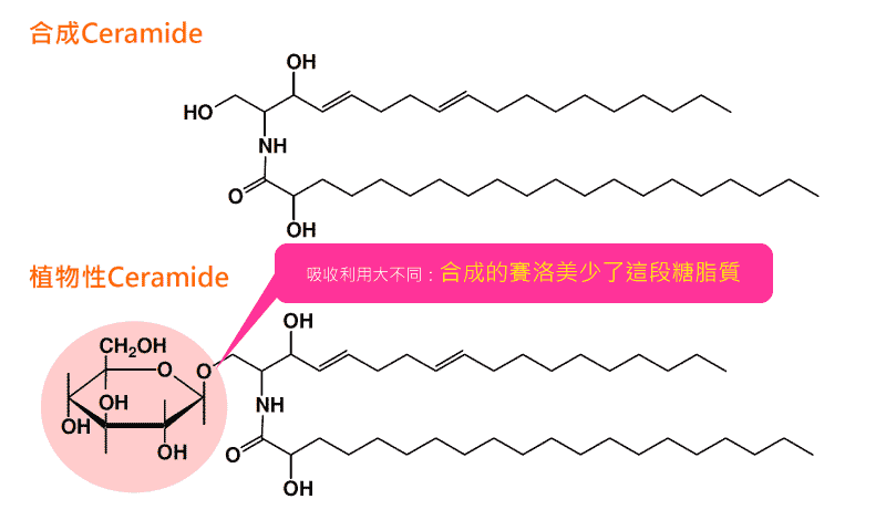 合成賽洛美及天然玄米賽洛美的分子結構圖顯示合成少了糖脂質
