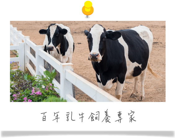 乳鐵蛋白來自澳洲百年乳牛飼養專家