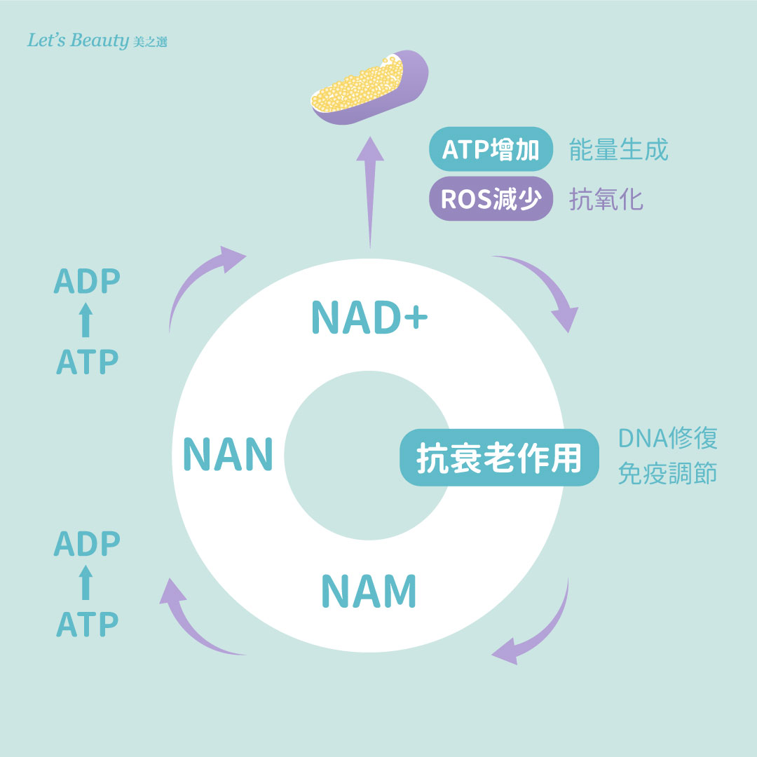 NAM(菸鹼醯胺)與D-核糖參與NMN生成NAD+的流程圖