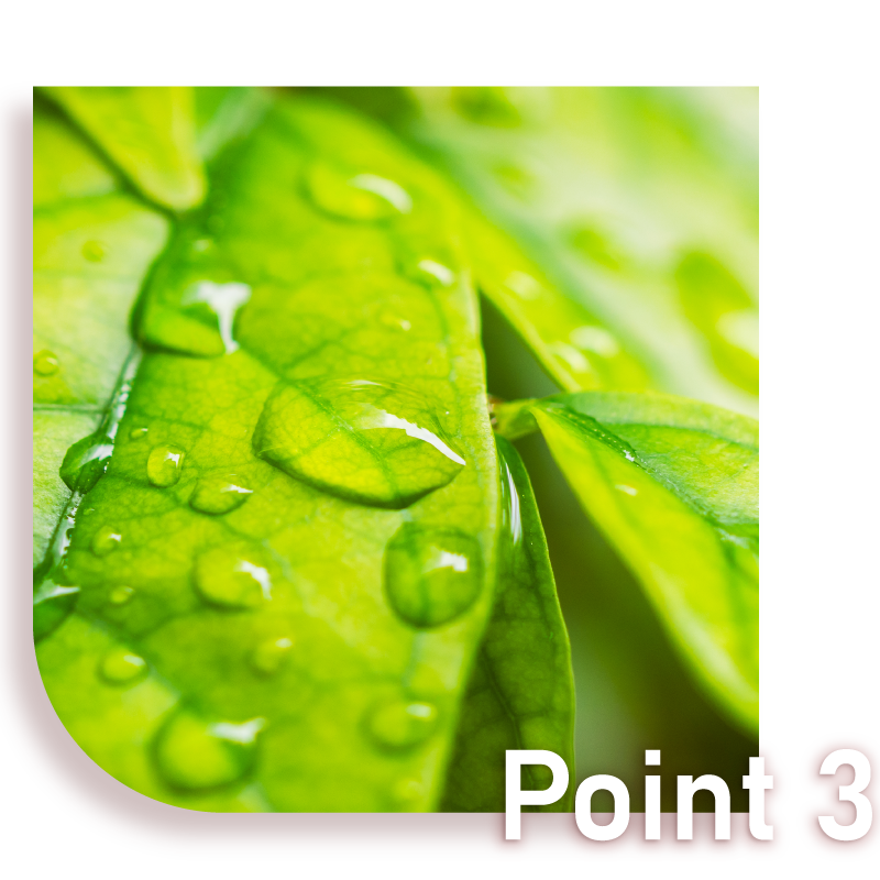 ActifoliCa® 第 5 代活性葉酸