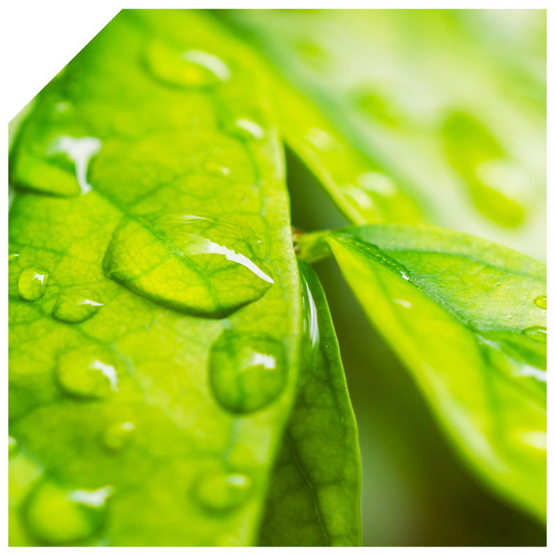 ActifoliCa®第 5 代活性葉酸