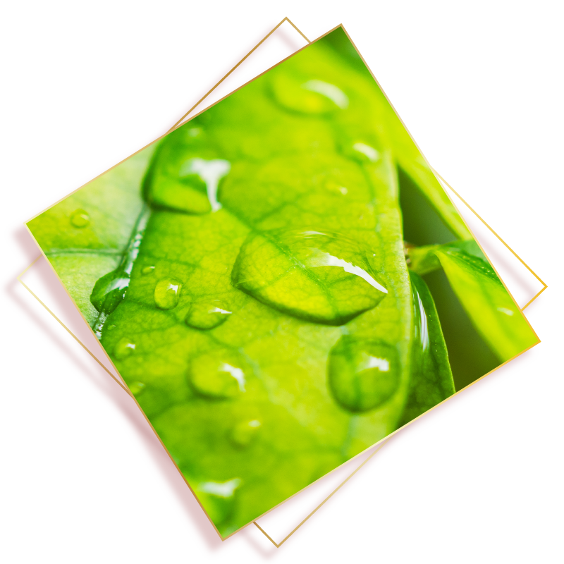 第4代活性葉酸不需轉化，直接吸收