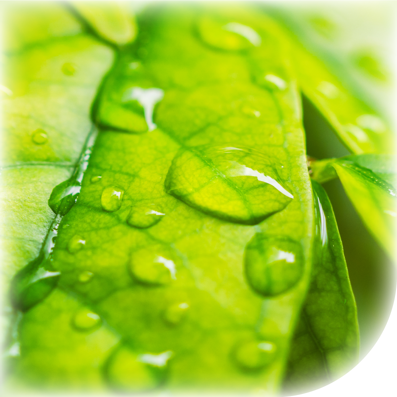 QUATREFOLIC®新一代超級葉酸