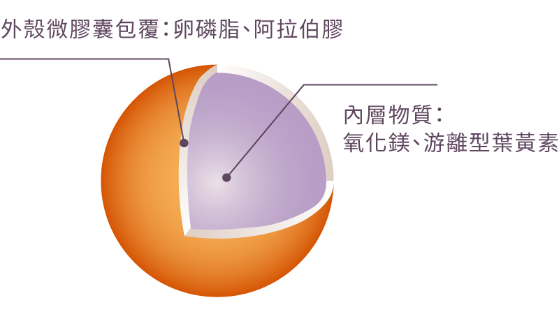 微膠囊包覆葉黃素剖面圖:具有分子小,好吸收特性