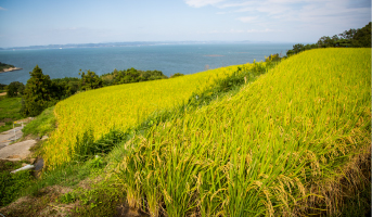 秋之拓展 2019年 9月28日［星期六］—11月4日［星期一］38天