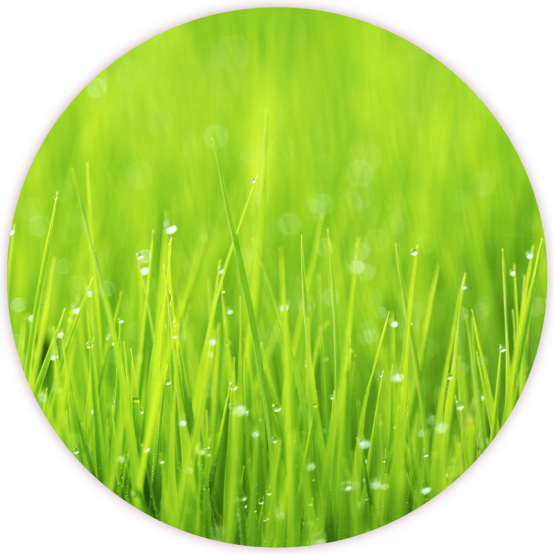 ActifoliCa®第 5 代活性葉酸