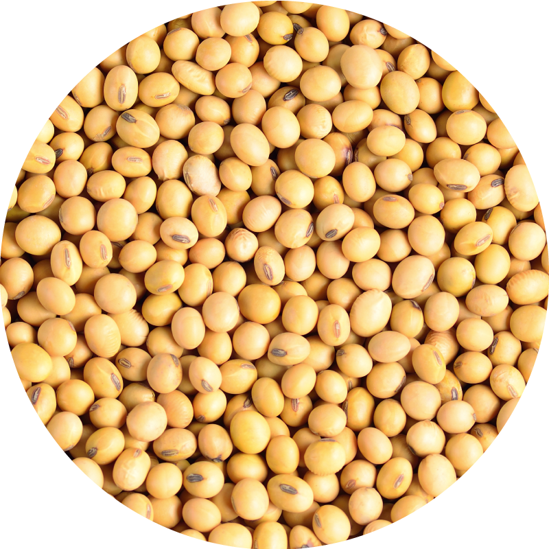 推薦美國德國大豆來源水解的卵磷脂,每日吃2800mg