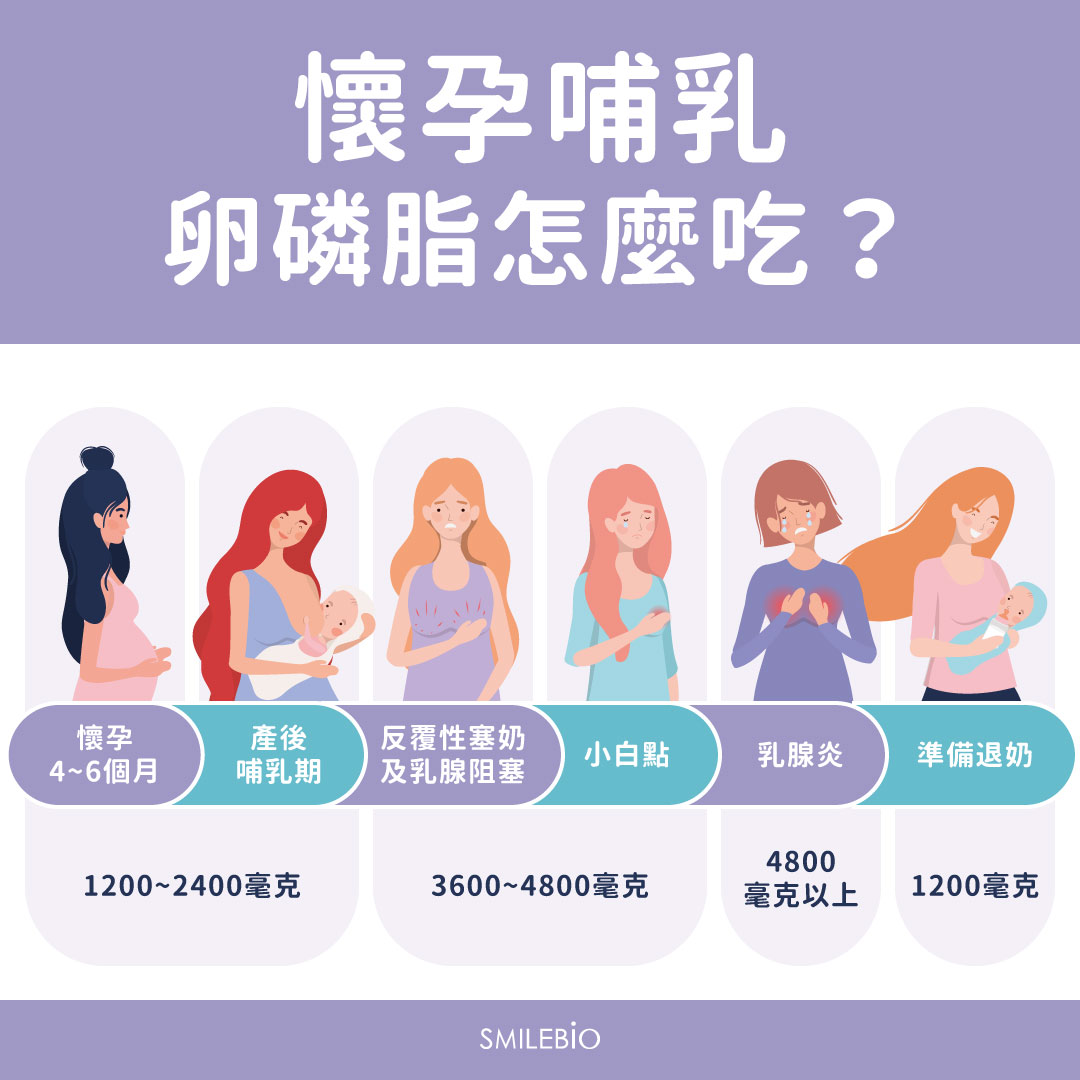 懷孕哺乳的各期間,卵磷脂每日補充劑量表