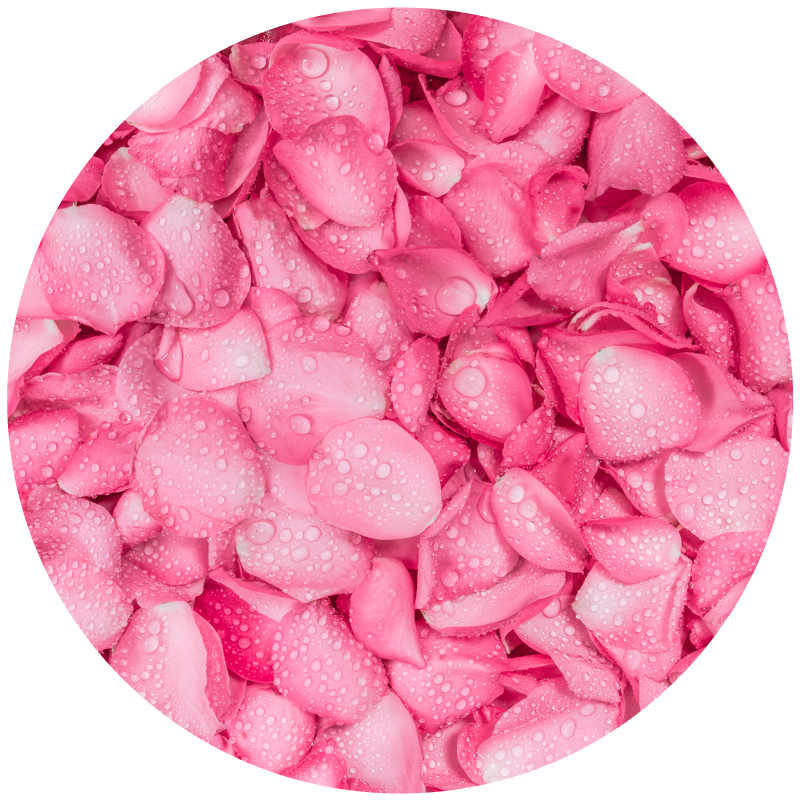 玫瑰多酚功效說明