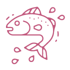 北海道東部海域的野生鮭魚