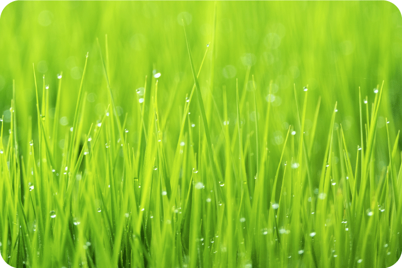 ActifoliCa® 第 5 代活性葉酸